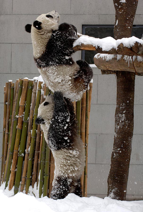 panda-giving-another-panda-a-hand.jpg